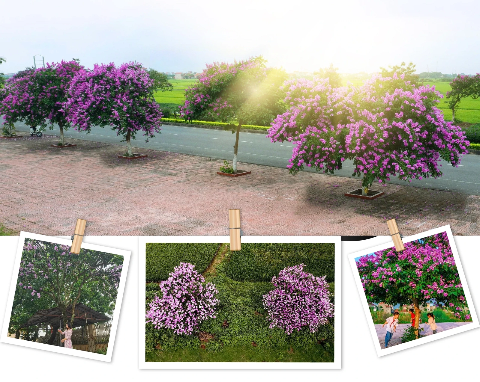 [E-Magazine]: Mùa tím