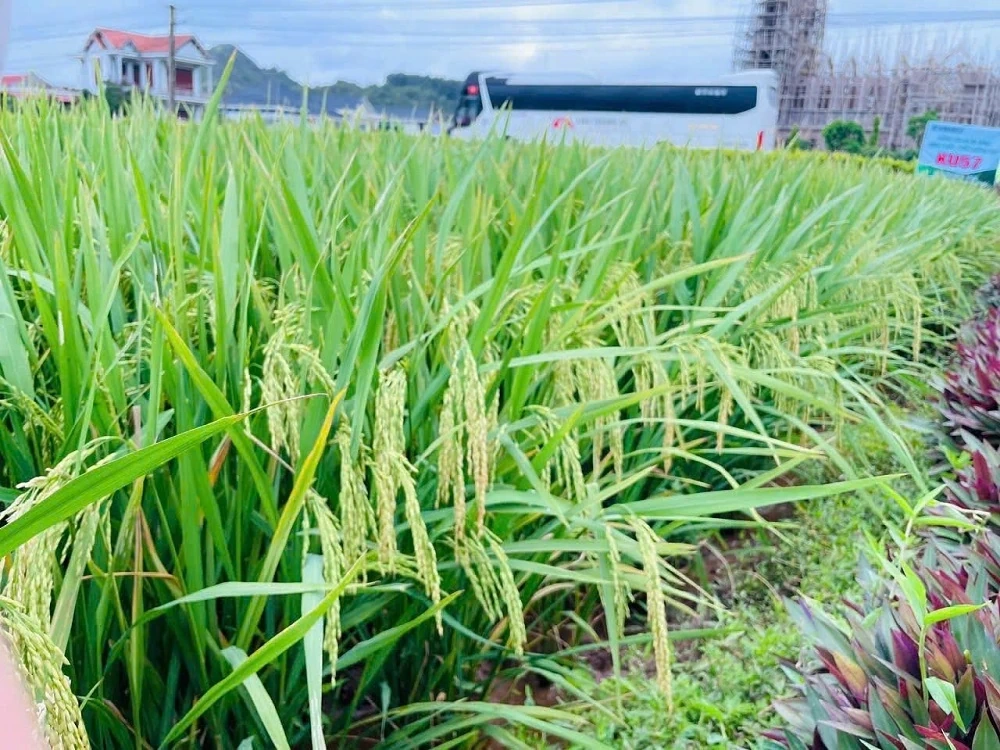 Hội thảo đầu bờ đánh giá mô hình giống lúa lai ba dòng KU57 và Thơm SUMO 86