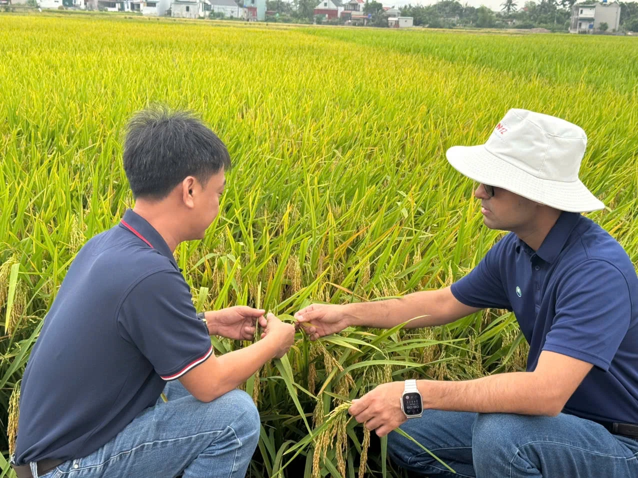 Hội thảo đánh giá giống lúa lai 3 dòng SYN 12