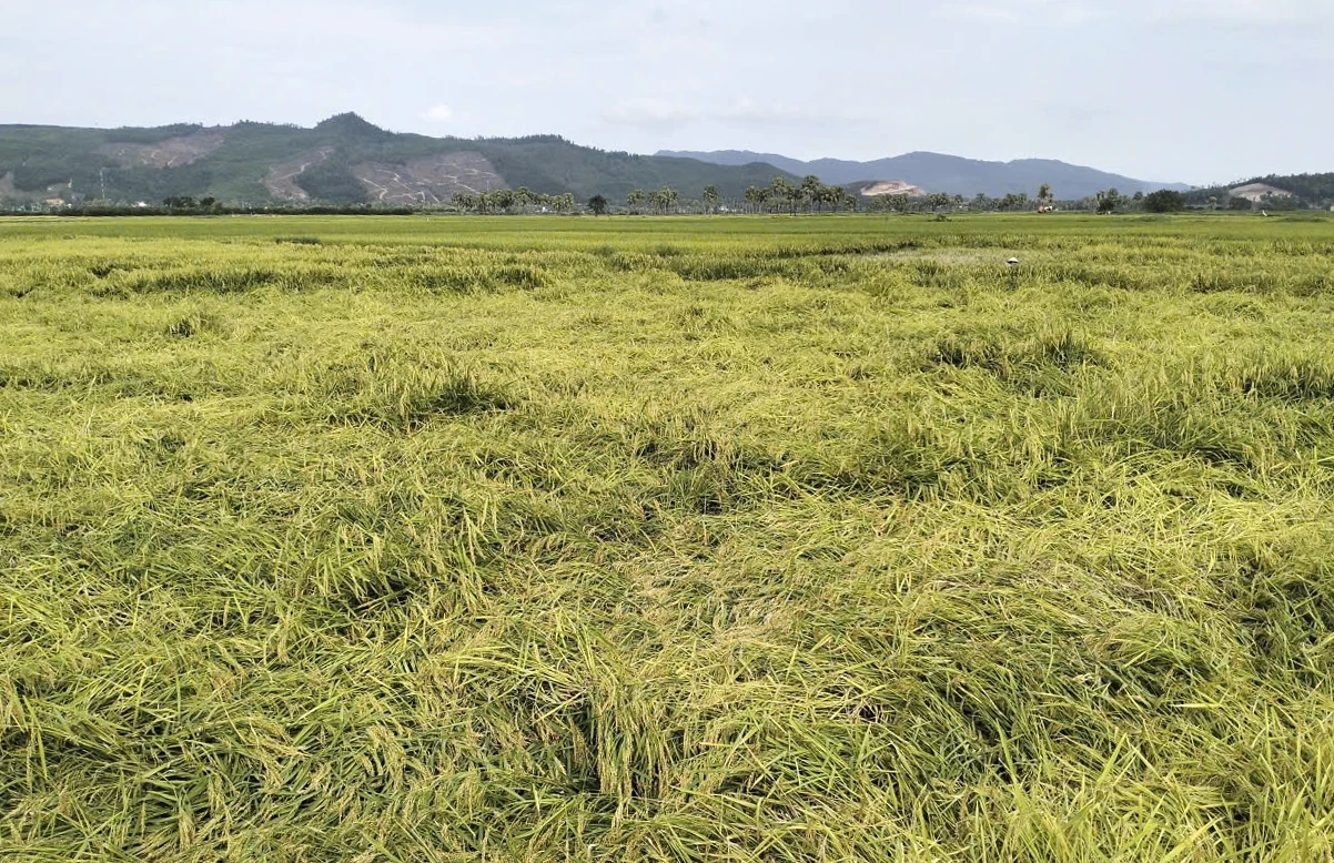 Dông lốc làm gần 306 ha lúa vụ xuân bị gãy, đổ