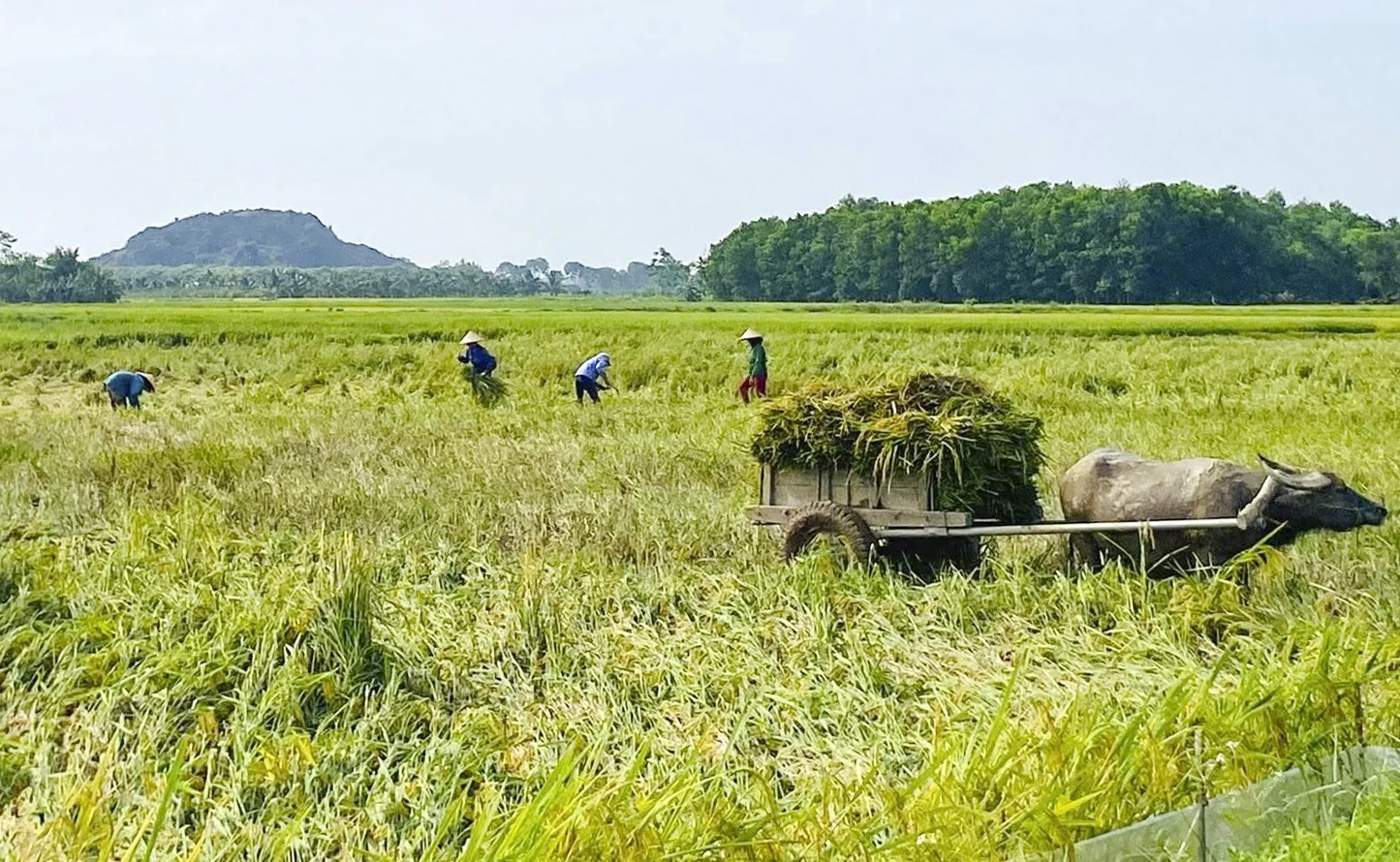 Dông lốc làm gần 306 ha lúa vụ xuân bị gãy, đổ