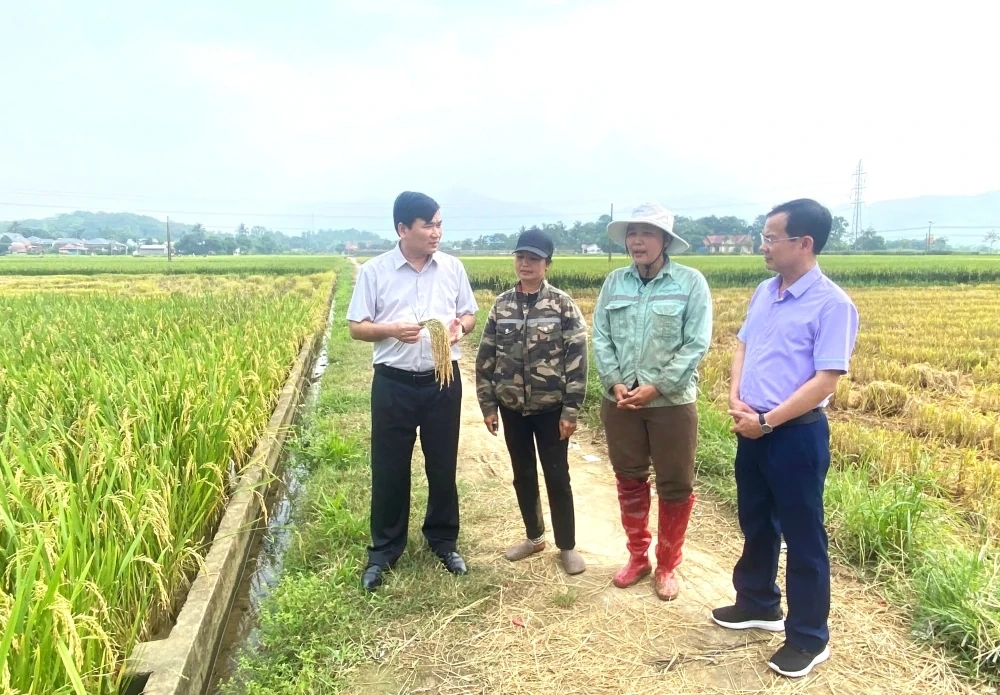 Kiểm tra thực tế và đánh giá năng suất lúa vụ xuân năm 2026