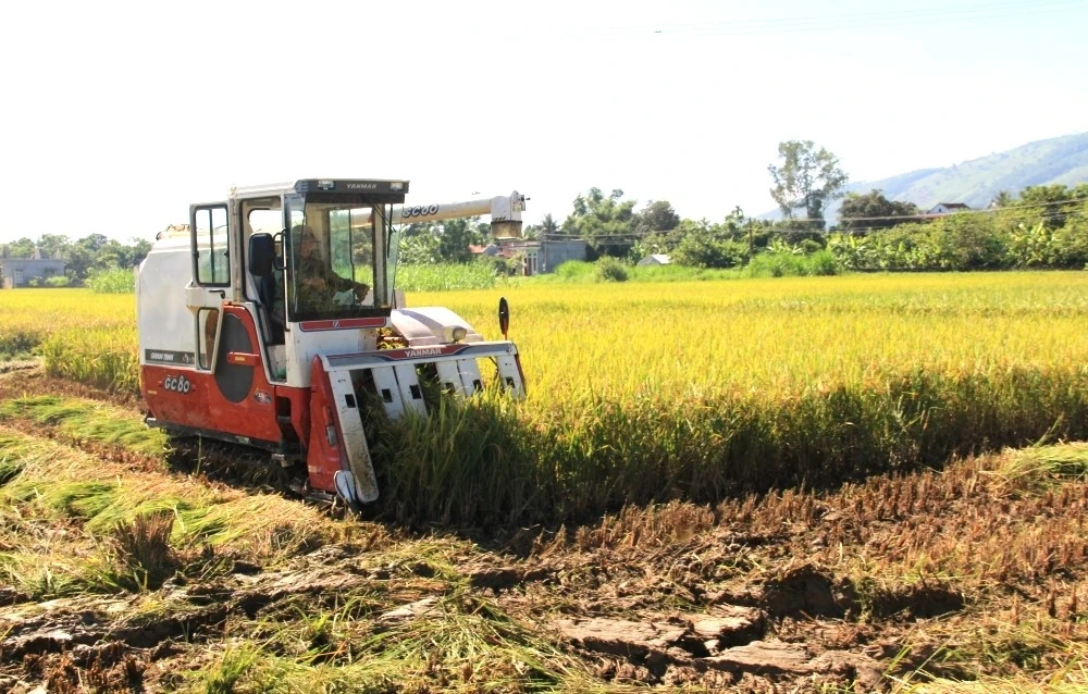 Kiểm tra thực tế và đánh giá năng suất lúa vụ xuân năm 2026