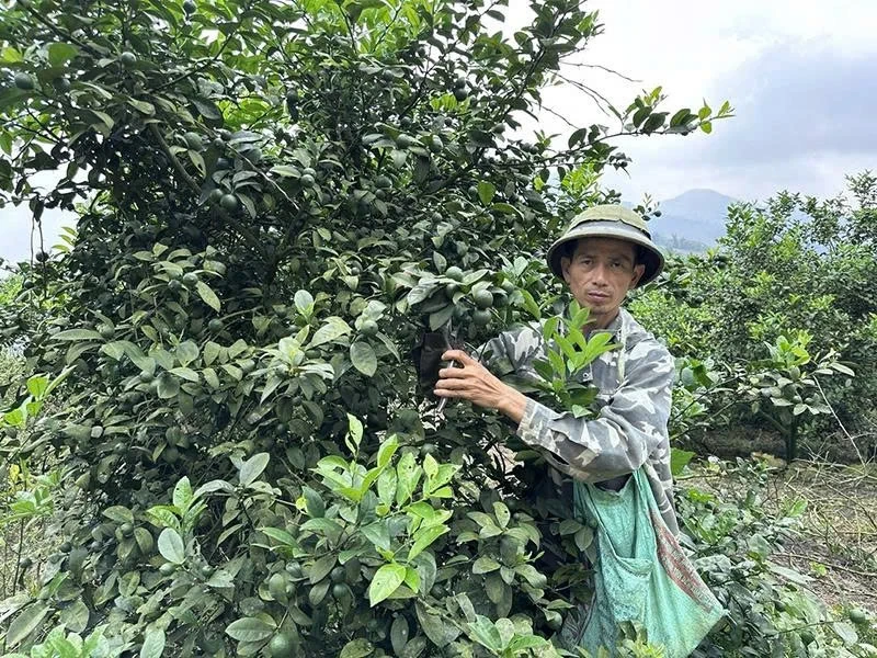 Đa dạng hóa ngành nghề nâng cao thu nhập cho người dân