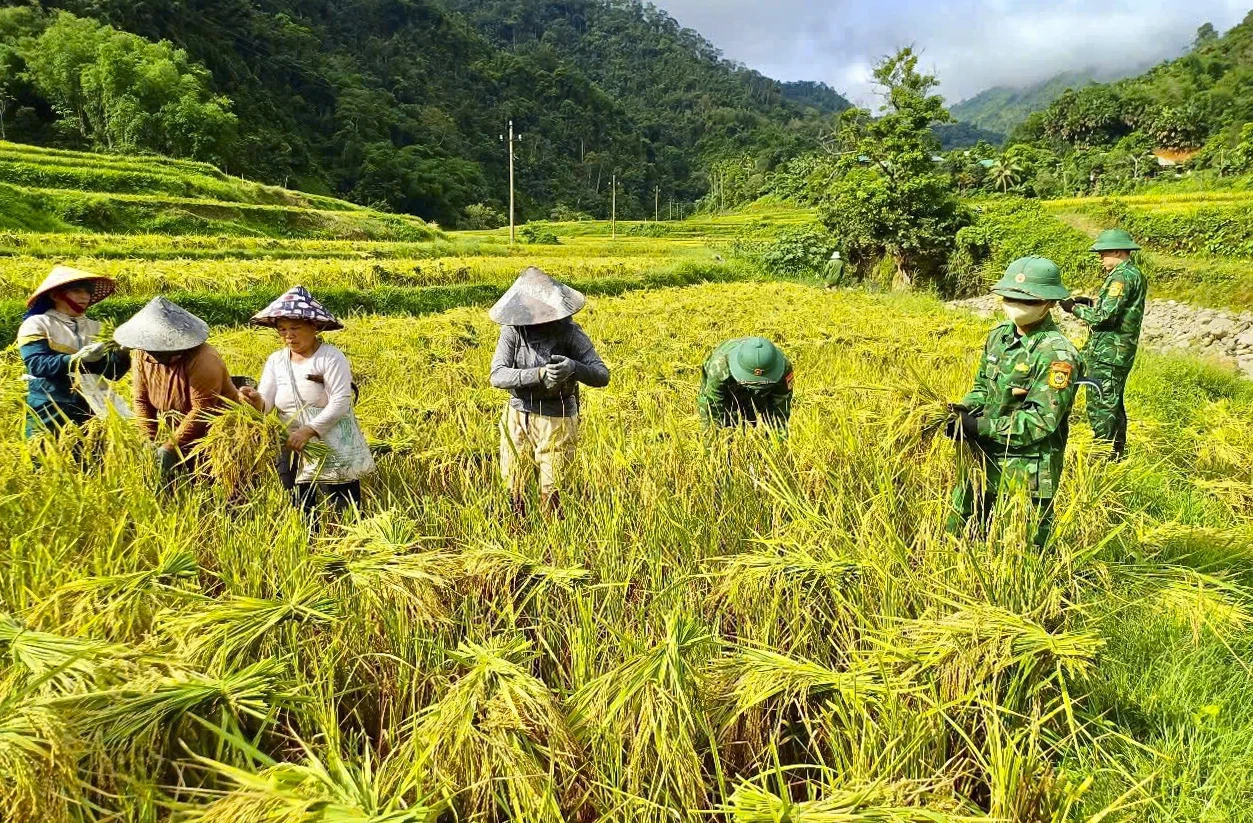 Thắm tình quân dân mùa gặt