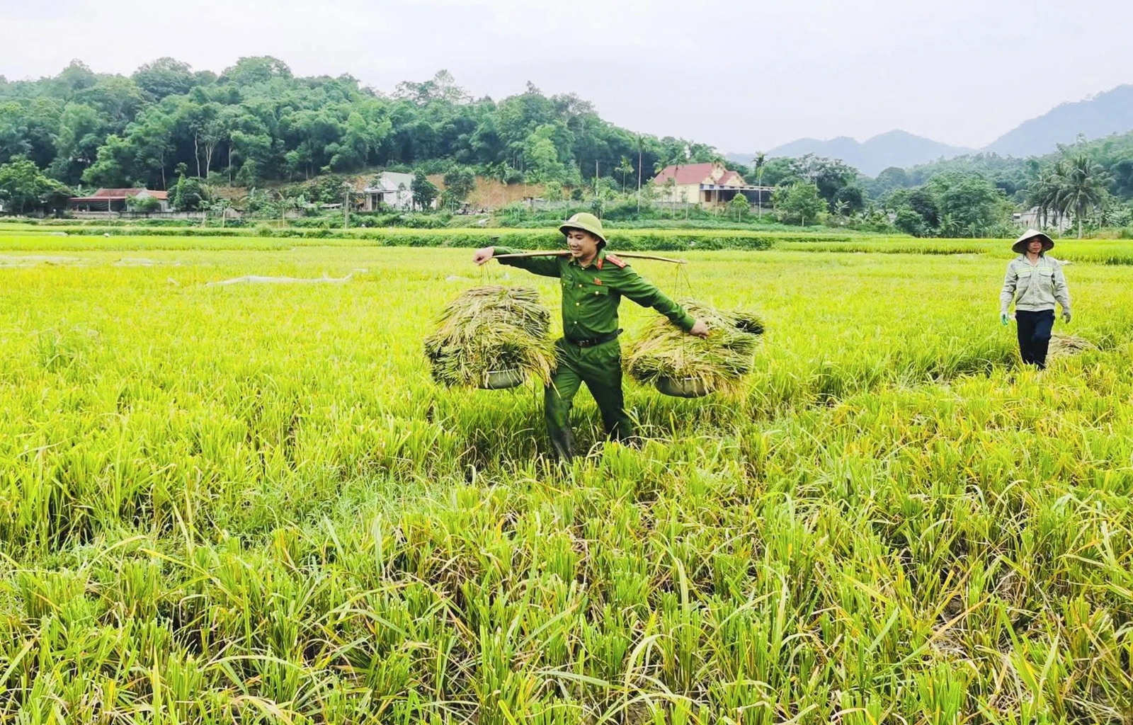 Thắm tình quân dân mùa gặt