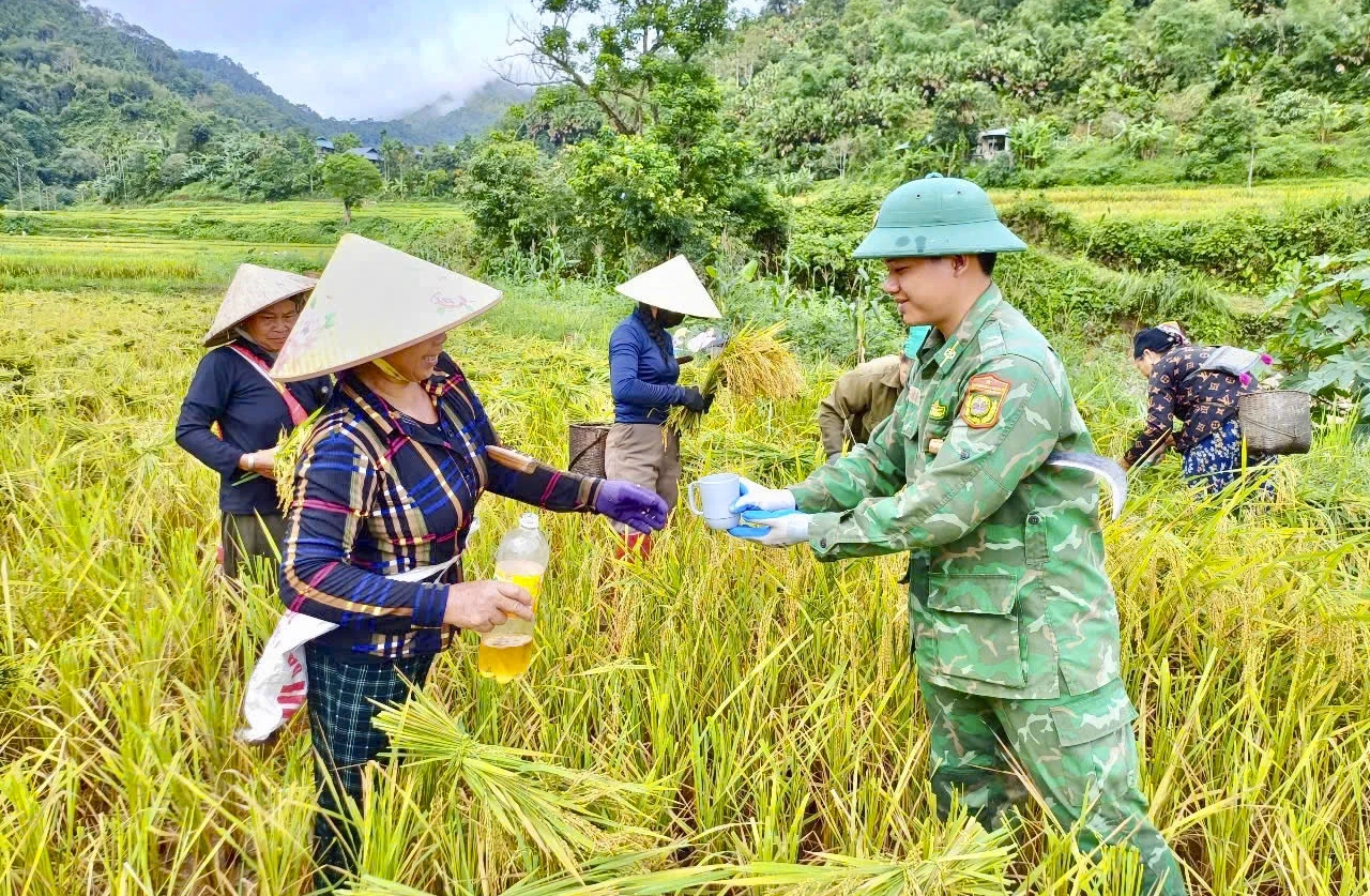 Thắm tình quân dân mùa gặt