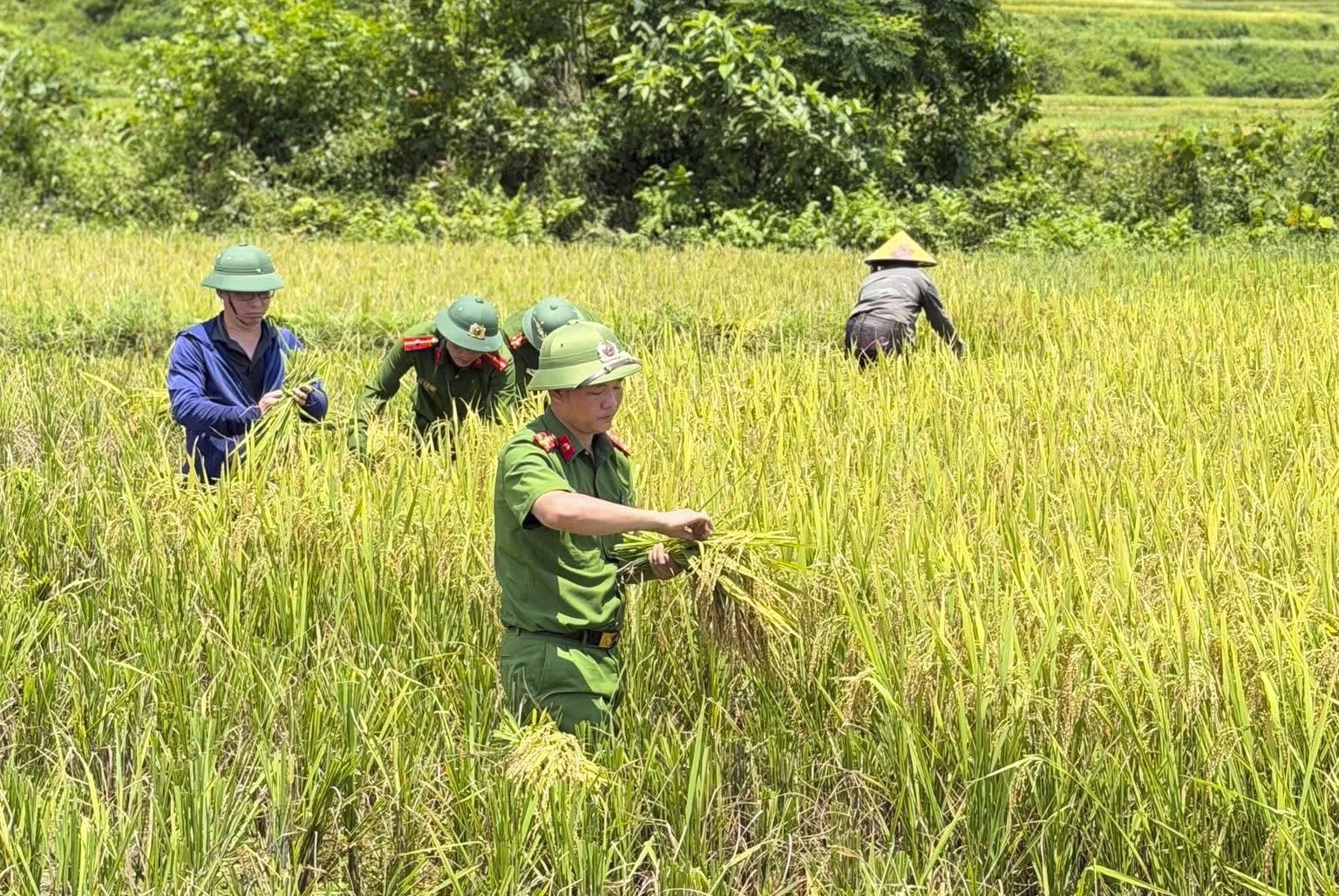 Thắm tình quân dân mùa gặt