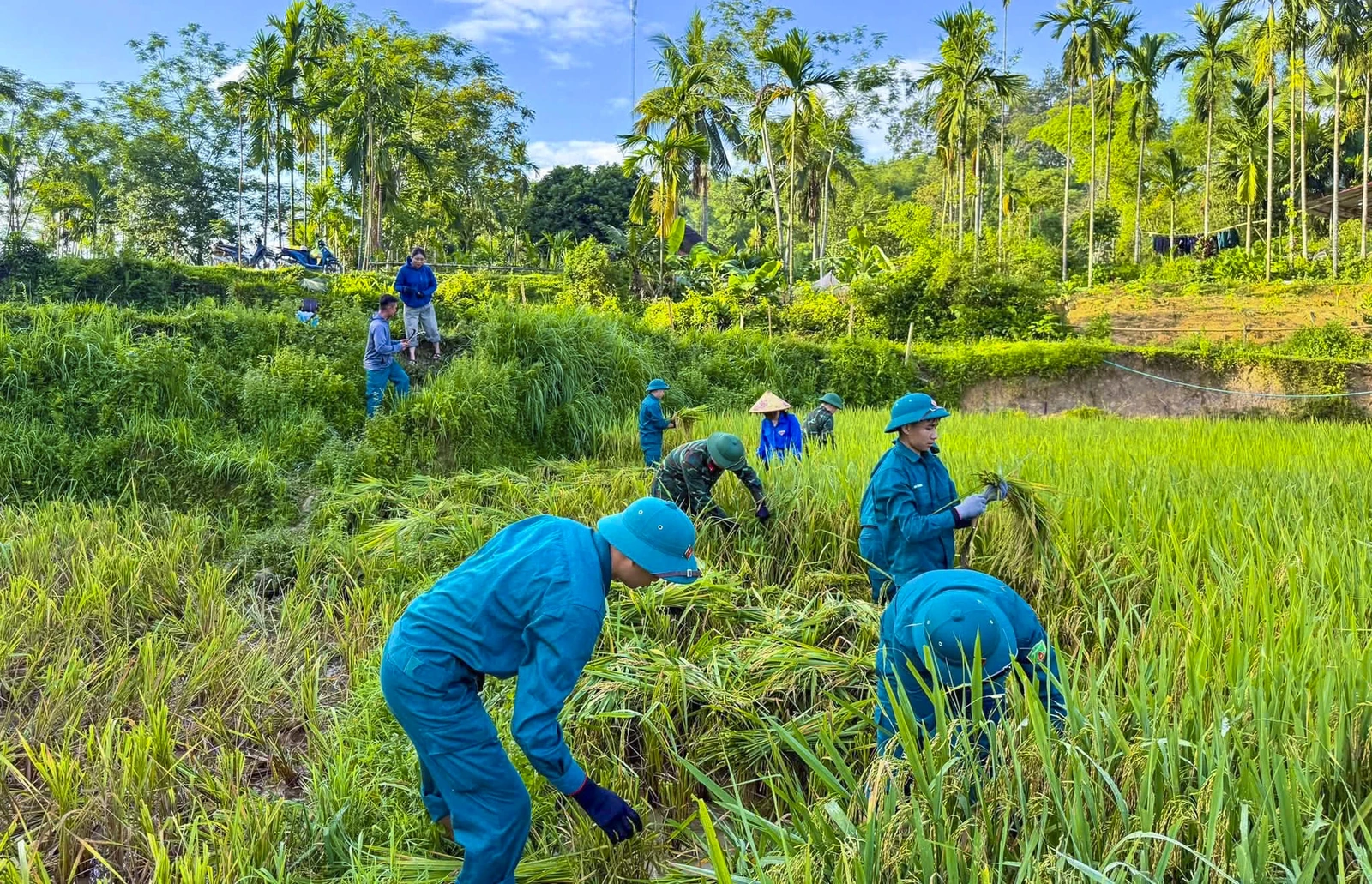Thắm tình quân dân mùa gặt