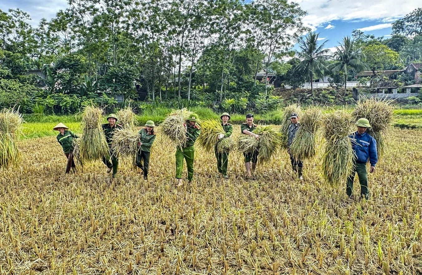 Thắm tình quân dân mùa gặt