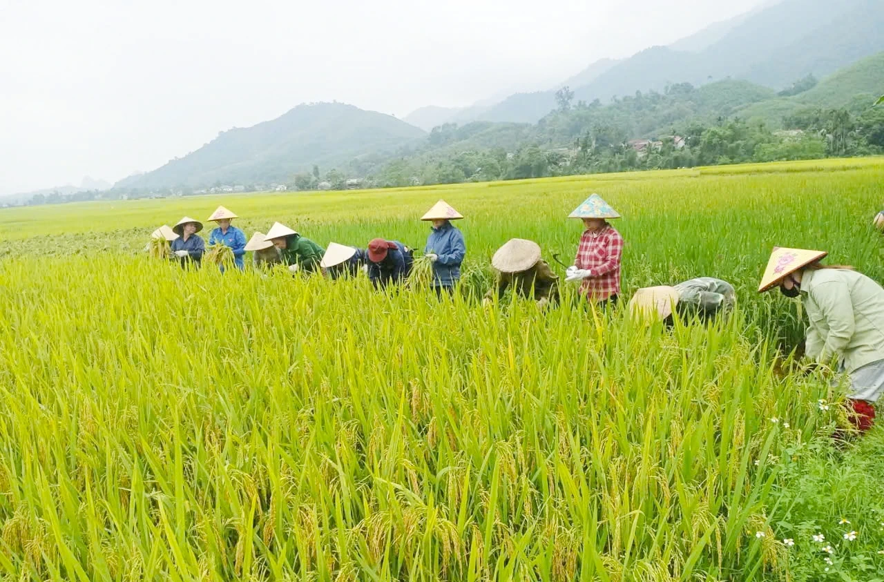 Thắm tình quân dân mùa gặt
