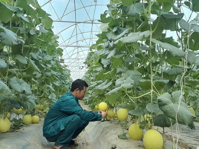Khắc phục tình trạng thiếu nước cho cây trồng, vật nuôi