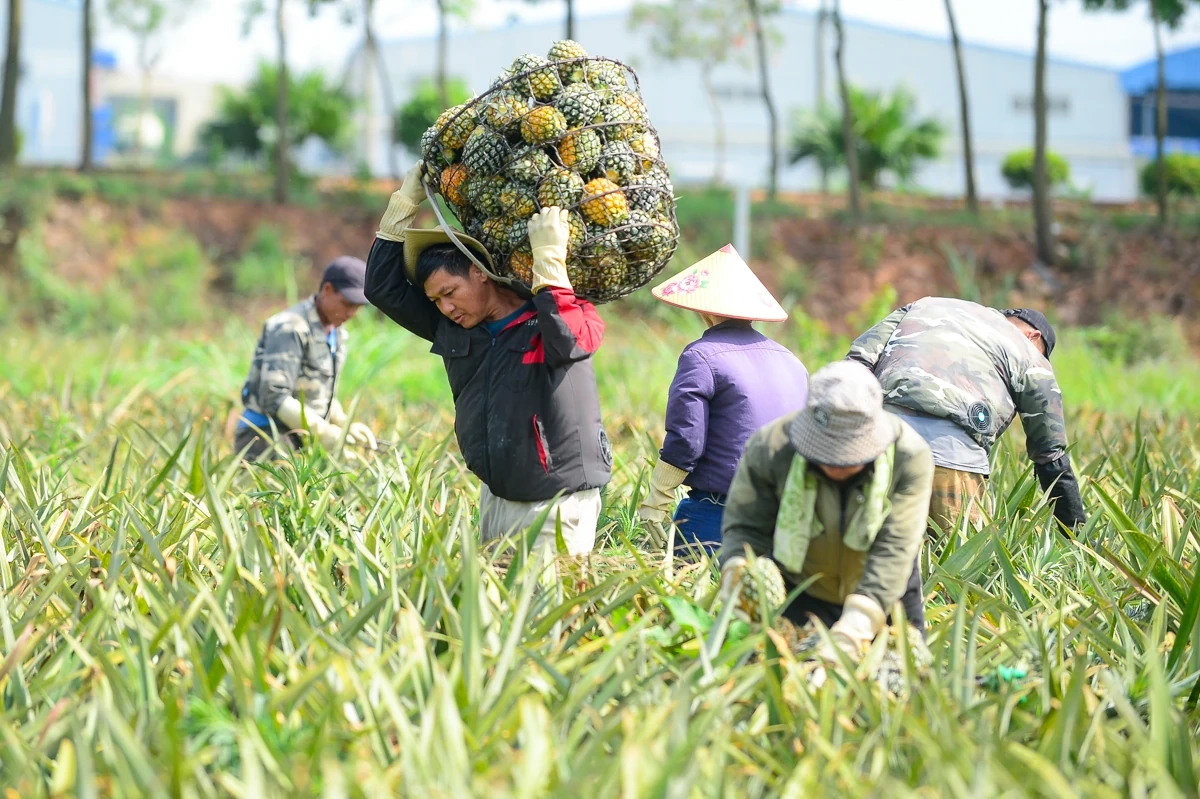 Đội nắng mưu sinh mùa dứa chín