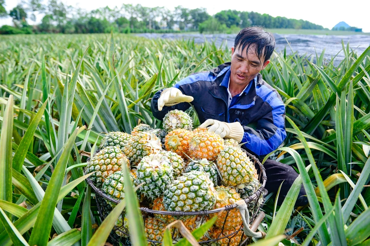 Đội nắng mưu sinh mùa dứa chín