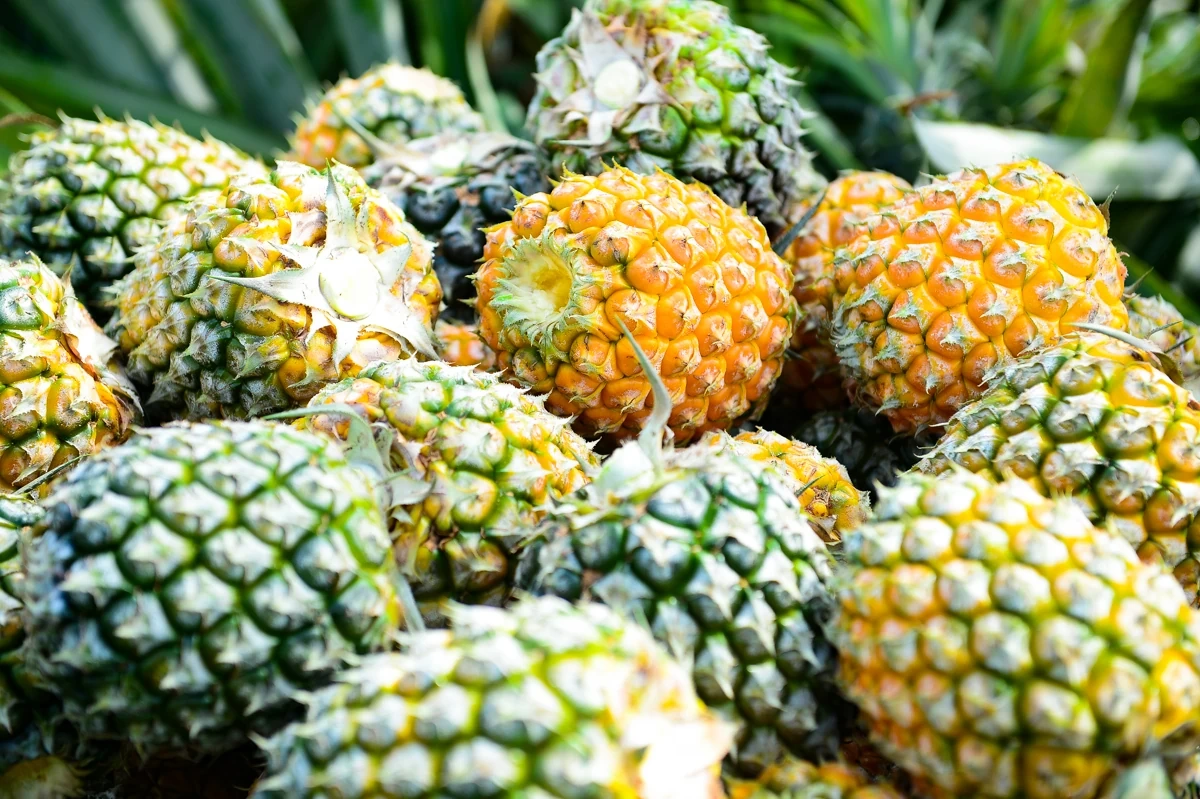 Đội nắng mưu sinh mùa dứa chín