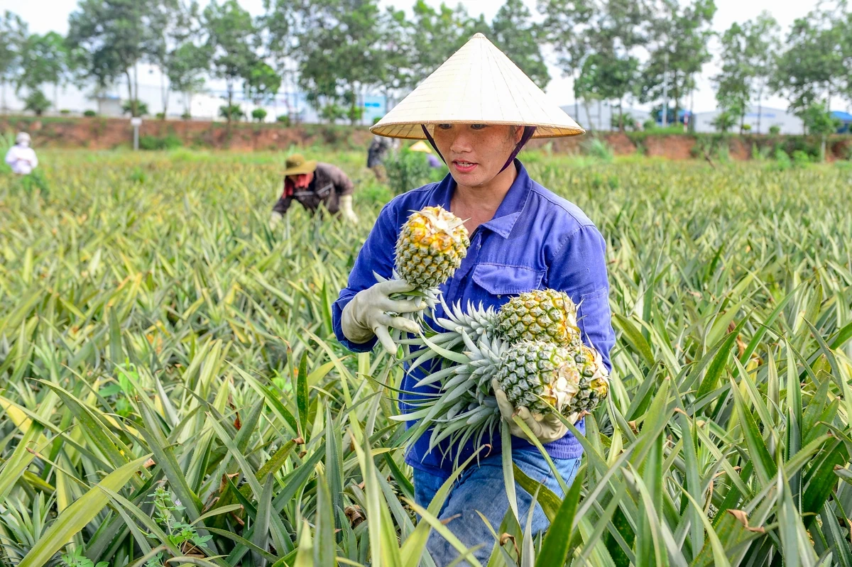 Đội nắng mưu sinh mùa dứa chín