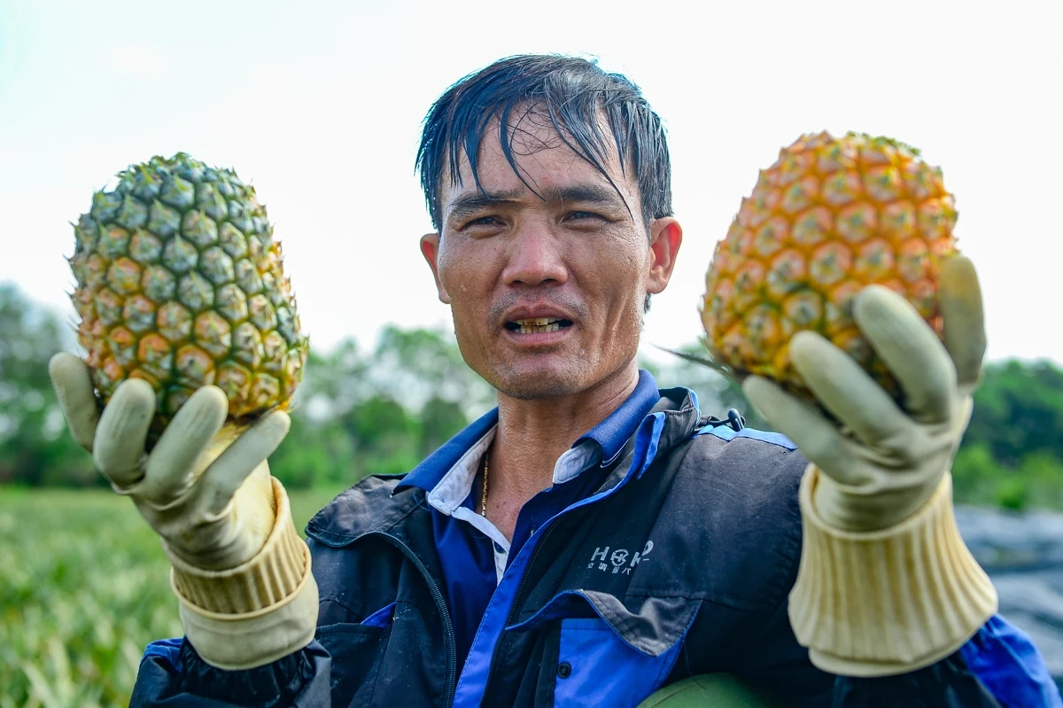 Đội nắng mưu sinh mùa dứa chín