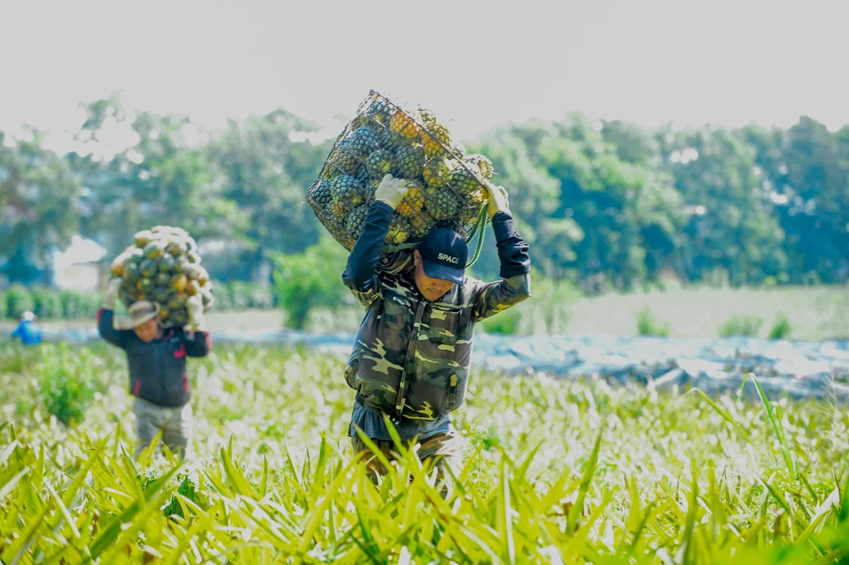 Đội nắng mưu sinh mùa dứa chín