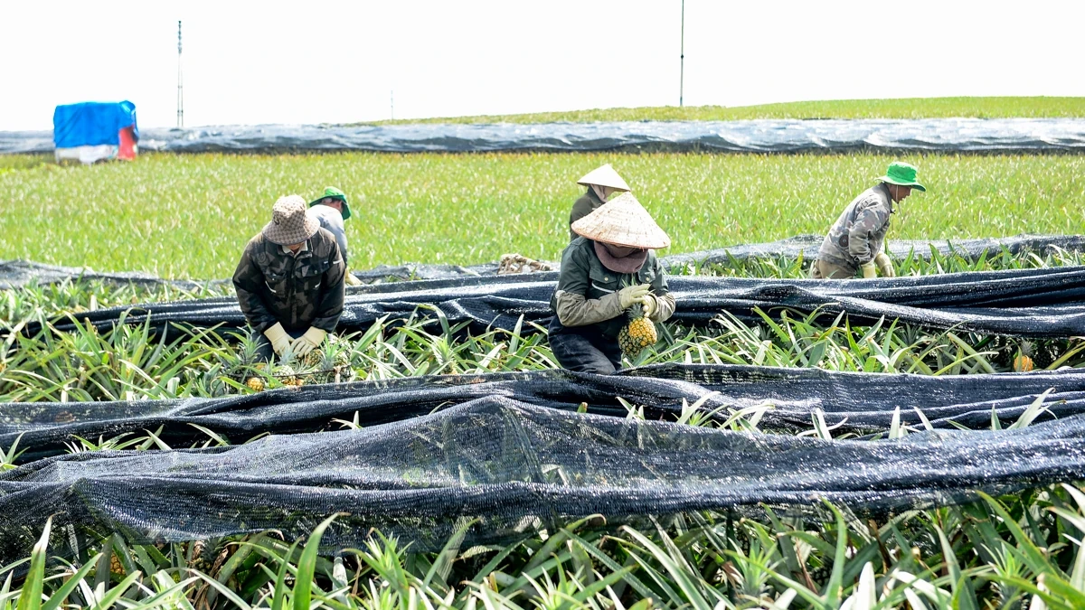 Đội nắng mưu sinh mùa dứa chín