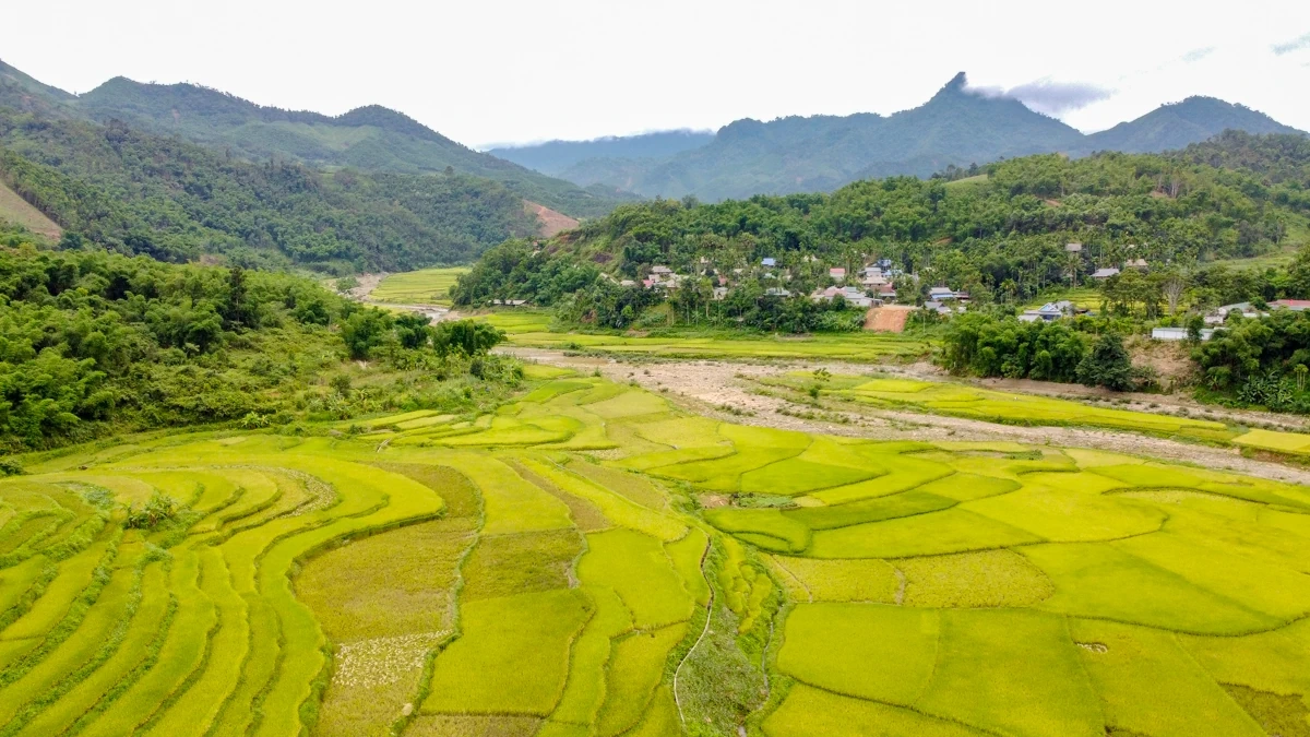 Mùa vàng theo chân người dân vùng cao về bản