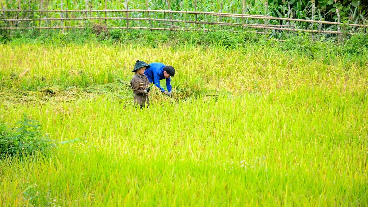 Mùa vàng theo chân người dân vùng cao về bản