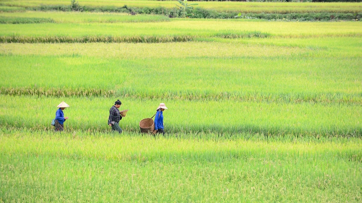 Mùa vàng theo chân người dân vùng cao về bản
