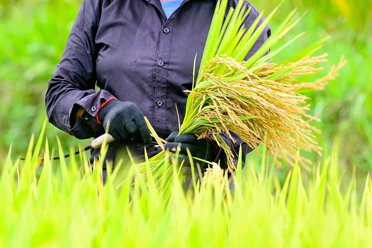 Mùa vàng theo chân người dân vùng cao về bản