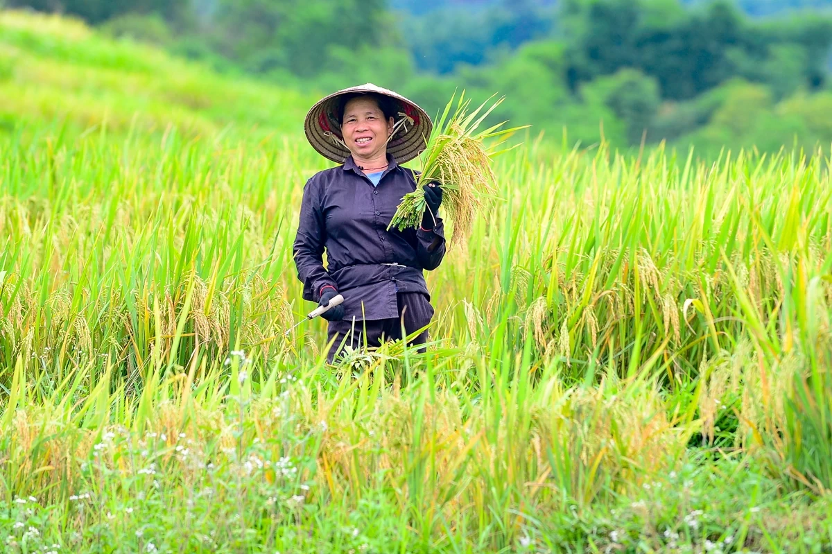 Mùa vàng theo chân người dân vùng cao về bản