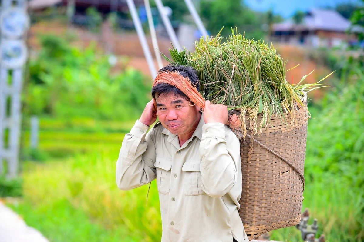 Mùa vàng theo chân người dân vùng cao về bản