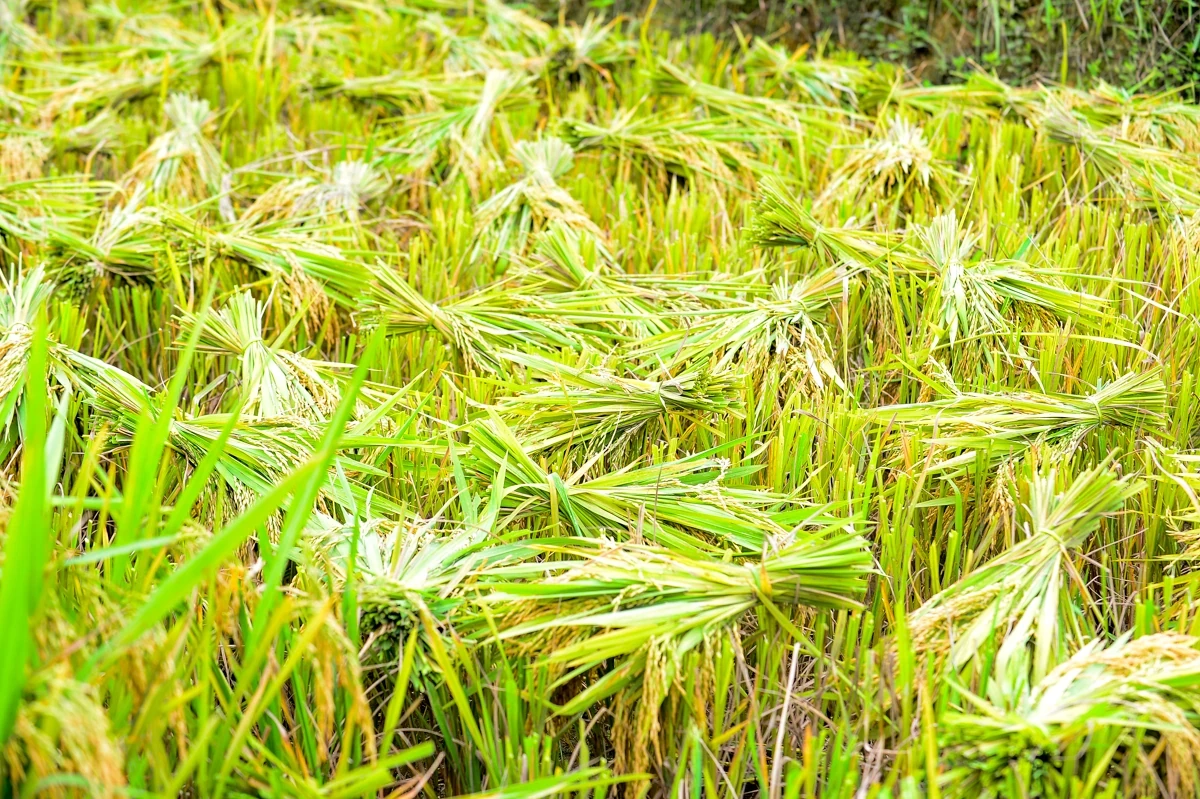 Mùa vàng theo chân người dân vùng cao về bản