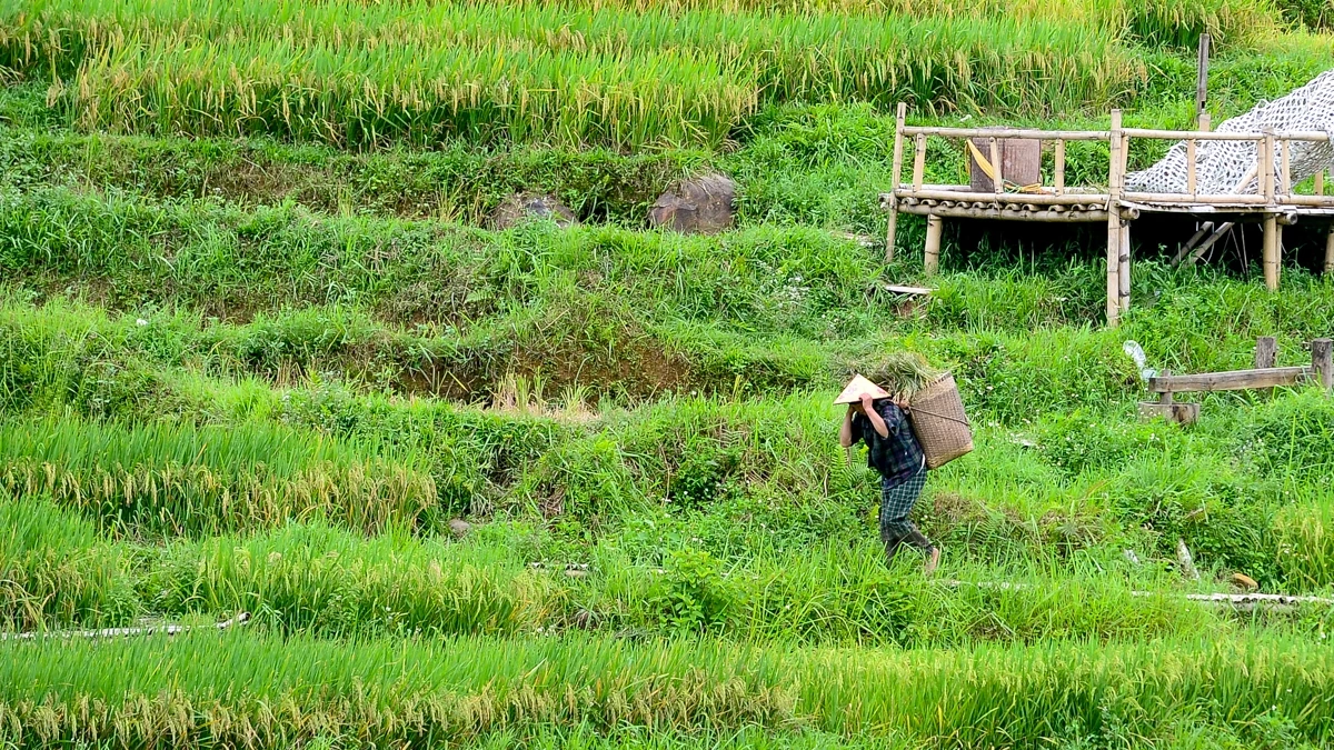 Mùa vàng theo chân người dân vùng cao về bản