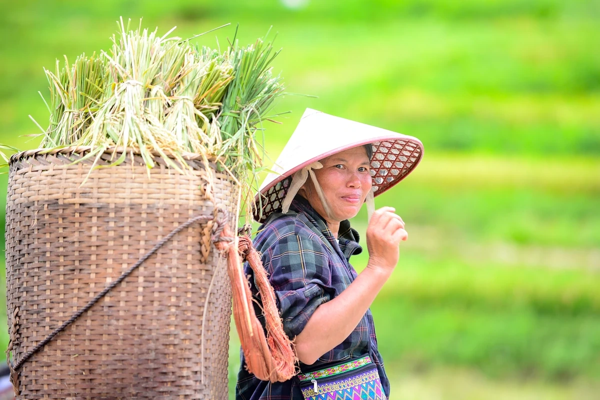 Mùa vàng theo chân người dân vùng cao về bản