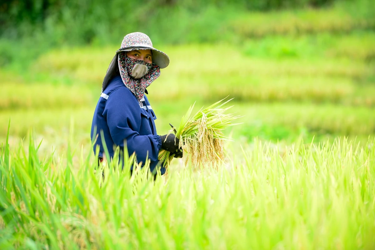 Mùa vàng theo chân người dân vùng cao về bản