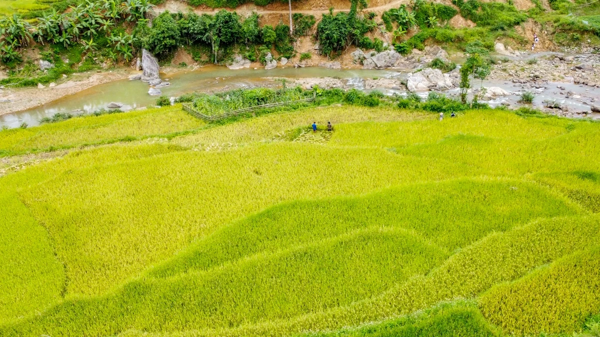 Mùa vàng theo chân người dân vùng cao về bản
