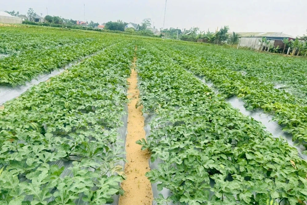 Rộn ràng mùa thu hoạch dưa hấu