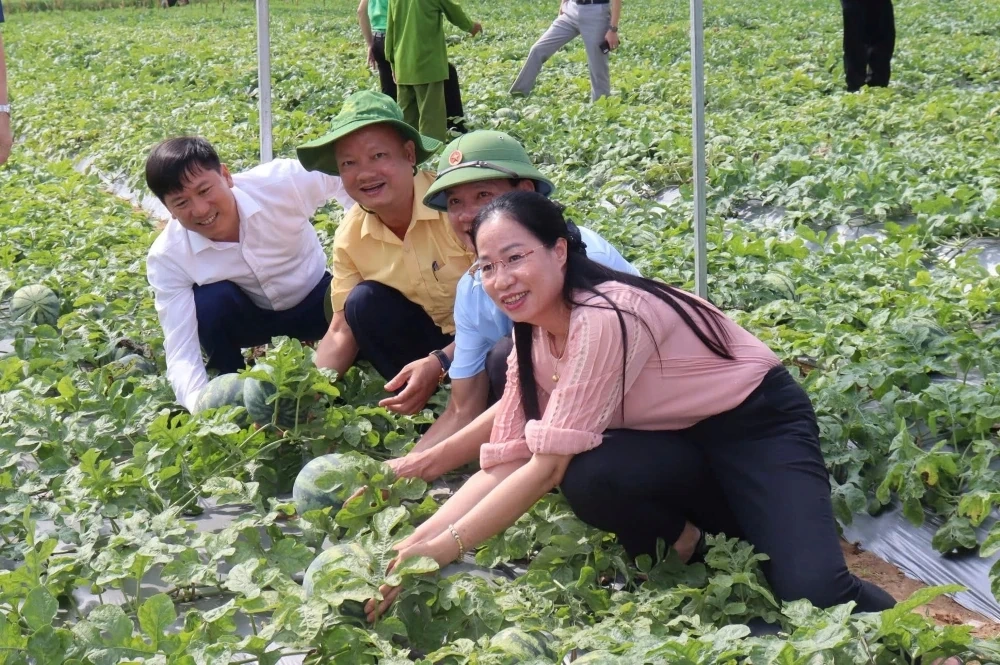 Rộn ràng mùa thu hoạch dưa hấu