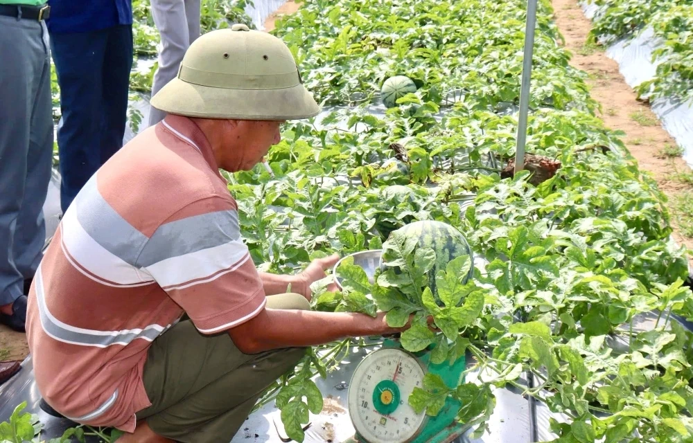 Rộn ràng mùa thu hoạch dưa hấu