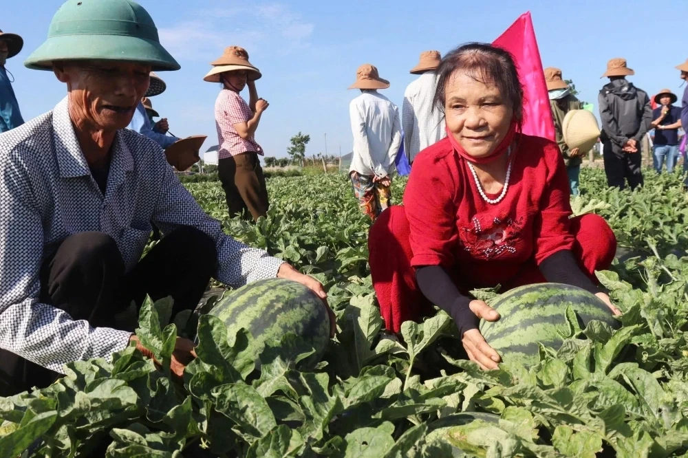 Rộn ràng mùa thu hoạch dưa hấu
