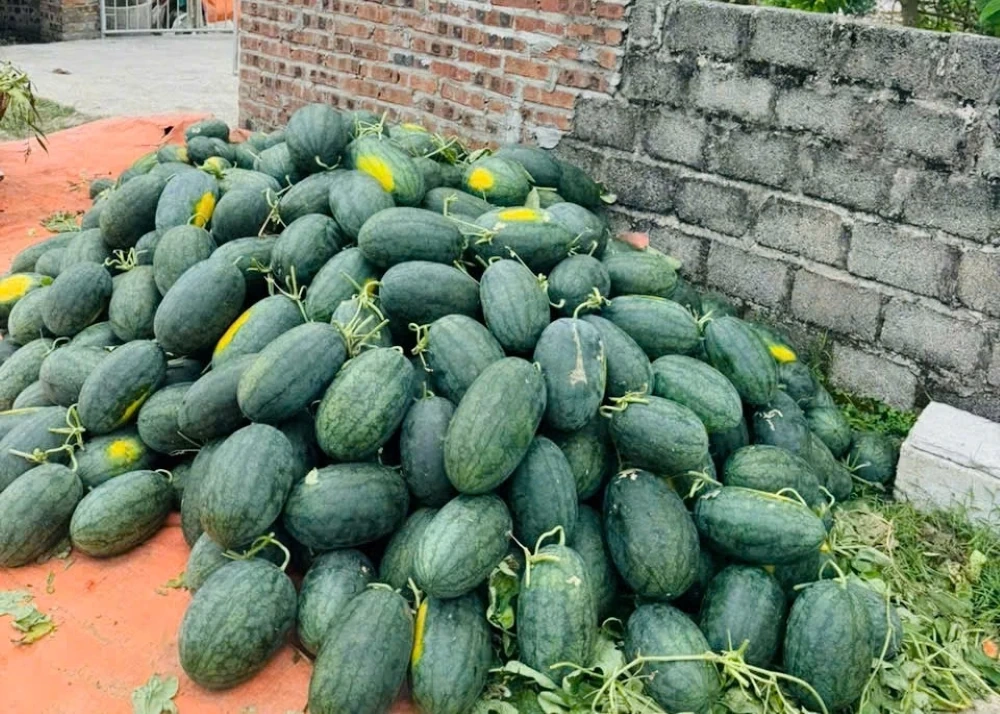 Rộn ràng mùa thu hoạch dưa hấu