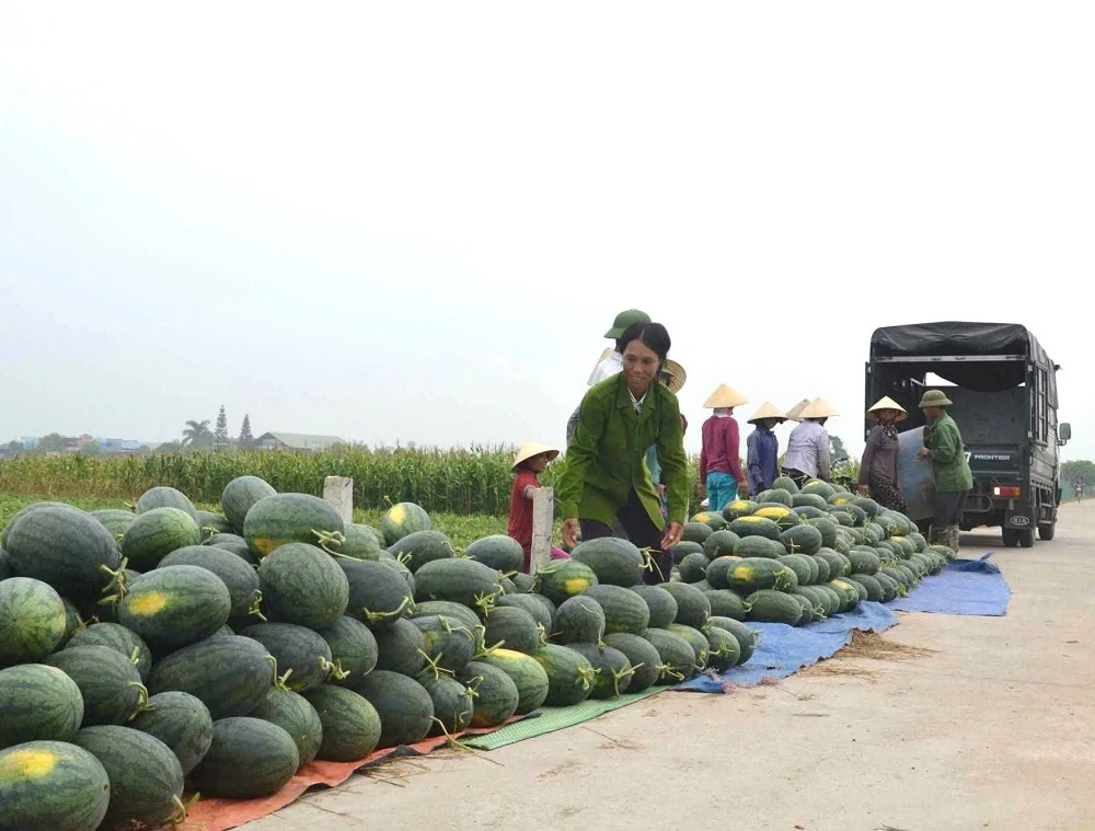 Rộn ràng mùa thu hoạch dưa hấu