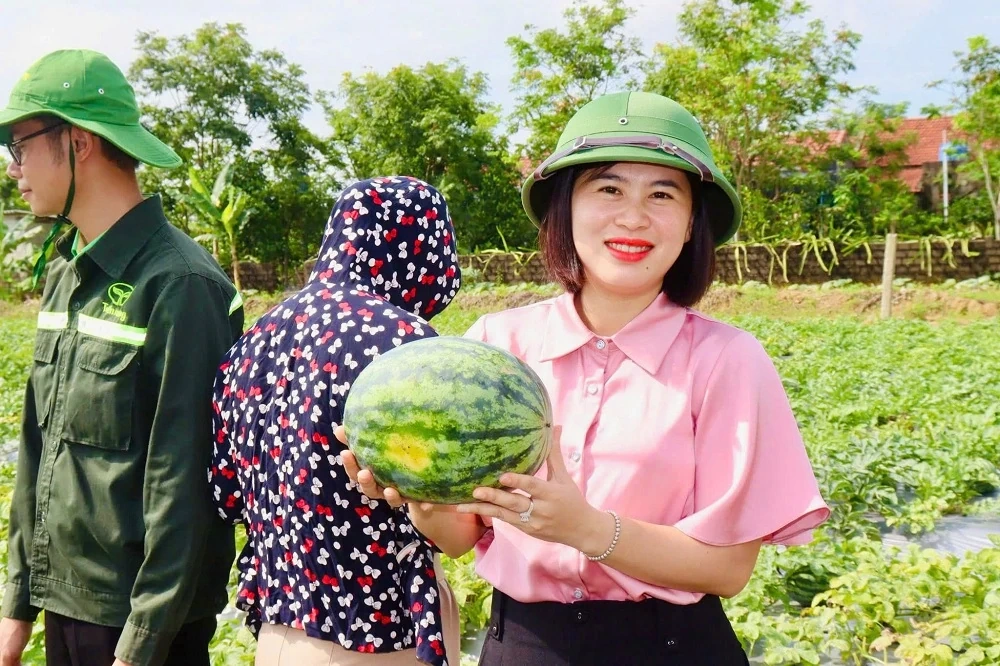 Rộn ràng mùa thu hoạch dưa hấu