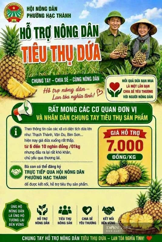 Đồng hành cùng nông dân tiêu thụ dứa