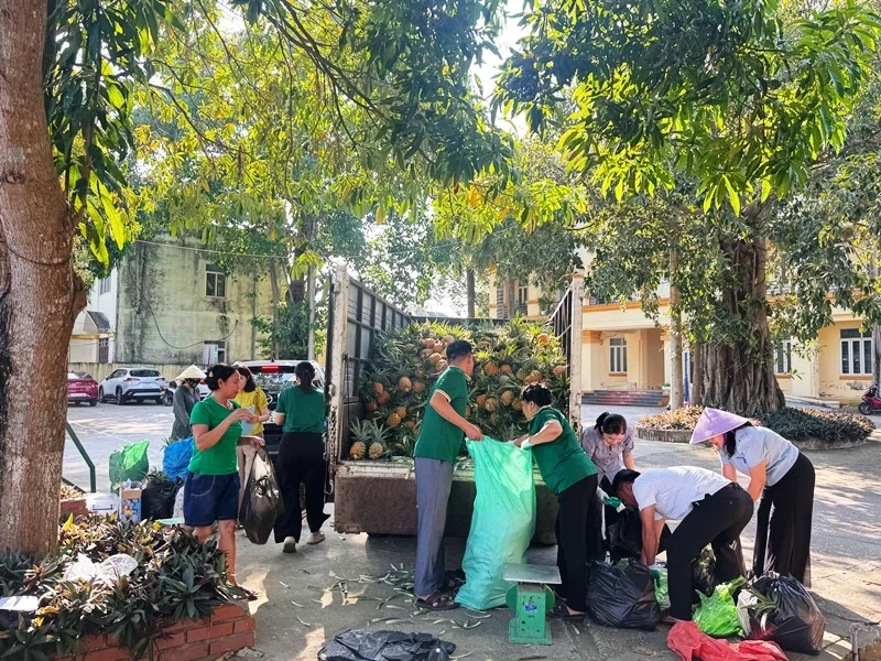Đồng hành cùng nông dân tiêu thụ dứa