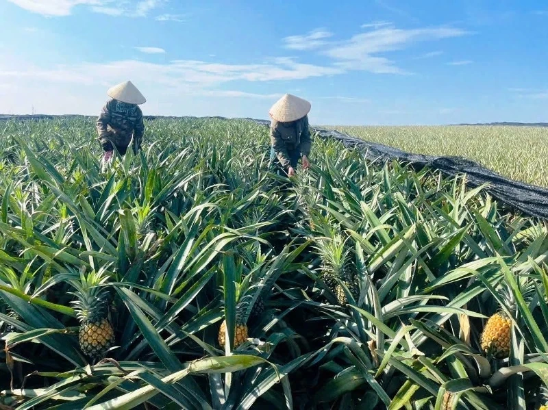 Đồng hành cùng nông dân tiêu thụ dứa