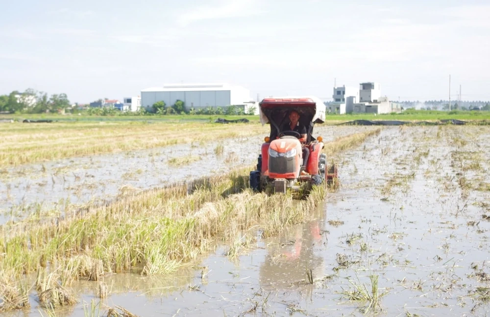 Nông dân hối hả xuống đồng gieo cấy lúa vụ Mùa
