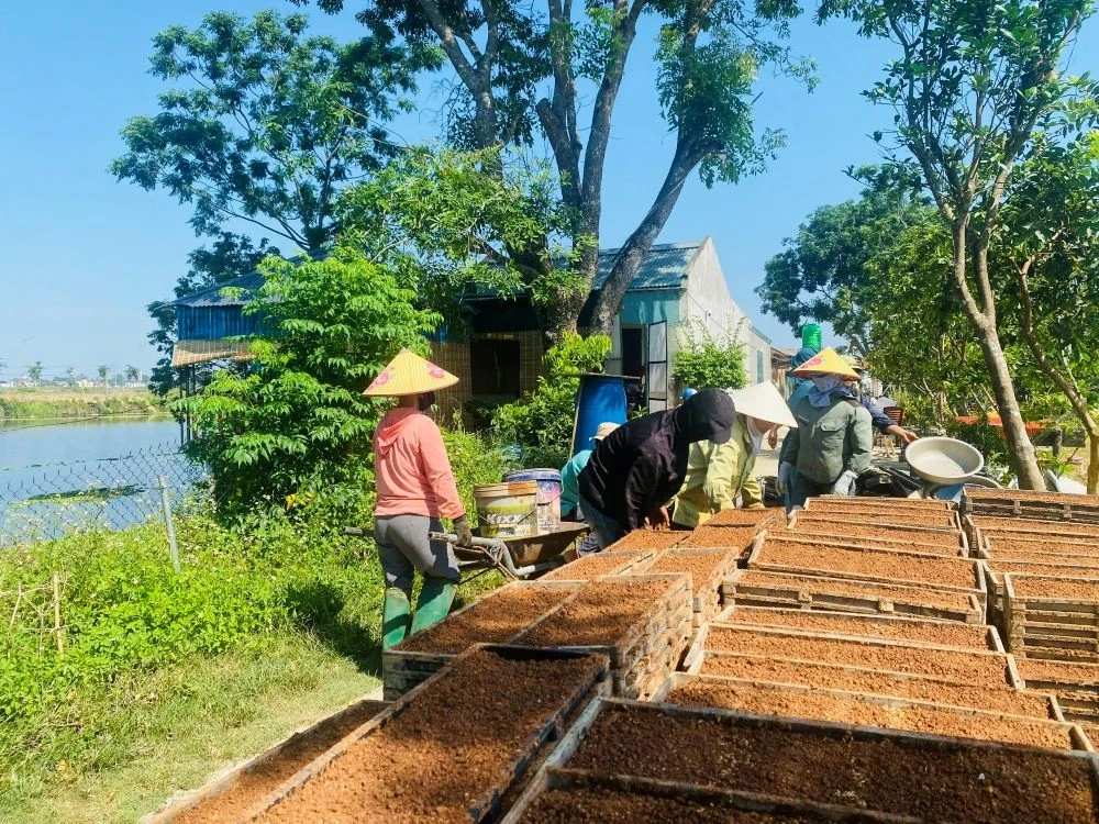Nông dân hối hả xuống đồng gieo cấy lúa vụ Mùa