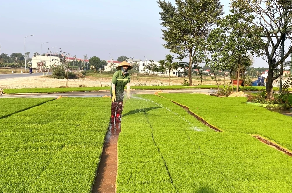 Nông dân hối hả xuống đồng gieo cấy lúa vụ Mùa