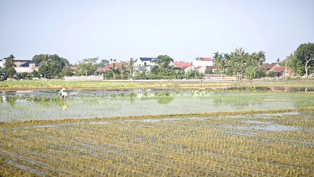 Nông dân hối hả xuống đồng gieo cấy lúa vụ Mùa
