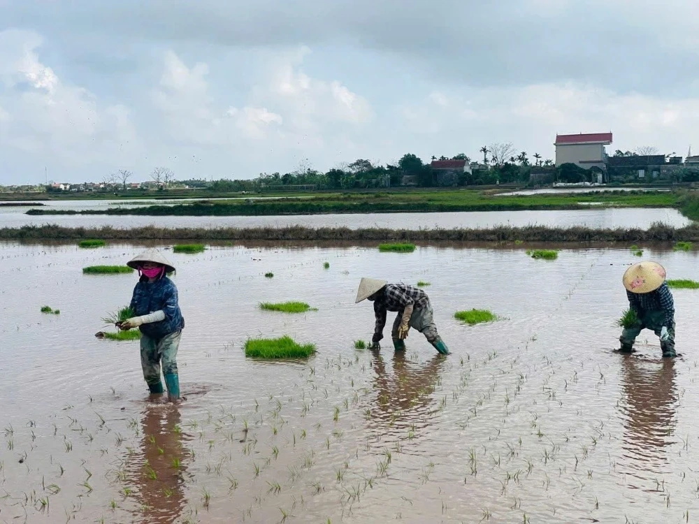 Nông dân hối hả xuống đồng gieo cấy lúa vụ Mùa