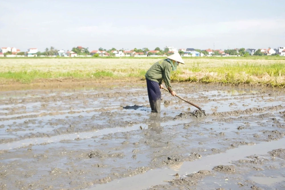 Nông dân hối hả xuống đồng gieo cấy lúa vụ Mùa